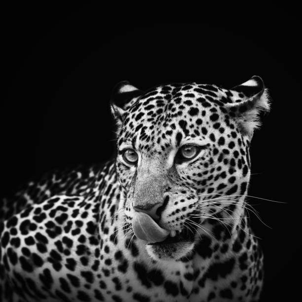 istock Leopard portrait on dark background. Panthera pardus kotiya, Big spotted cat lying 962800262