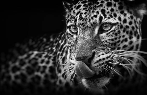 istock Leopard portrait on dark background. Panthera pardus kotiya, Big spotted cat lying 962800322