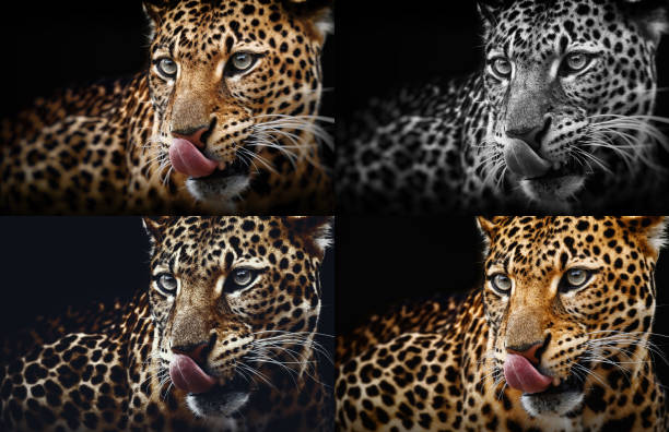 istock Leopard portrait on dark background. Panthera pardus kotiya, Big spotted cat lying 962800406