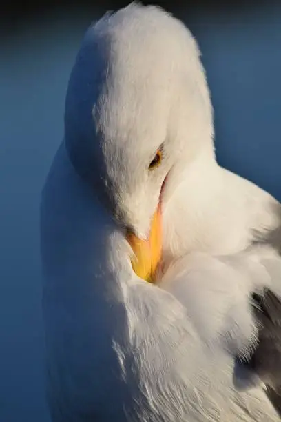 This closeup of a gull preening in the morning has beautiful blue shadowing.