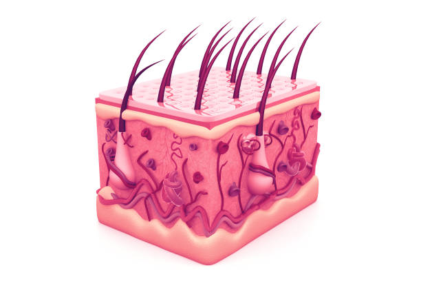 istock Human skin anatomy 962800578