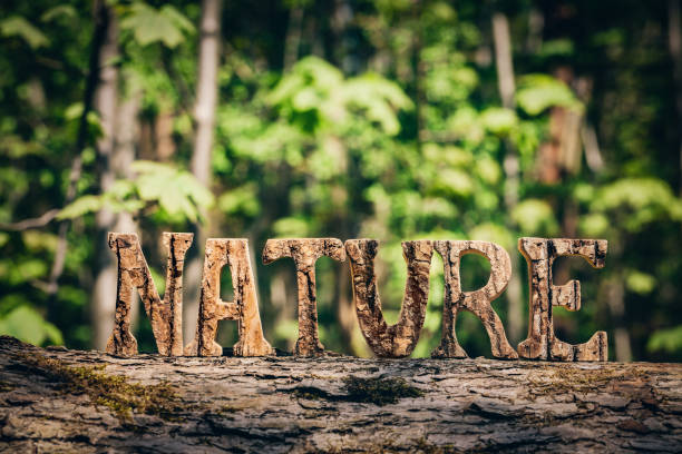 NATURE writing made from wooden letters in the forest