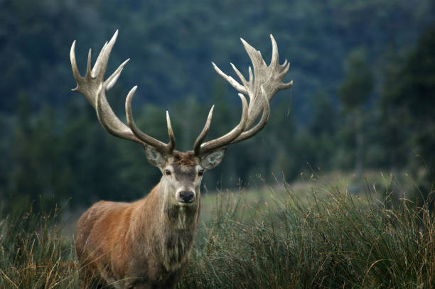 21-point stag magnificent 21 point red deer stag rated at 430 SCI, West Coast, South Island, New Zealand target shooting photos stock pictures, royalty-free photos & images