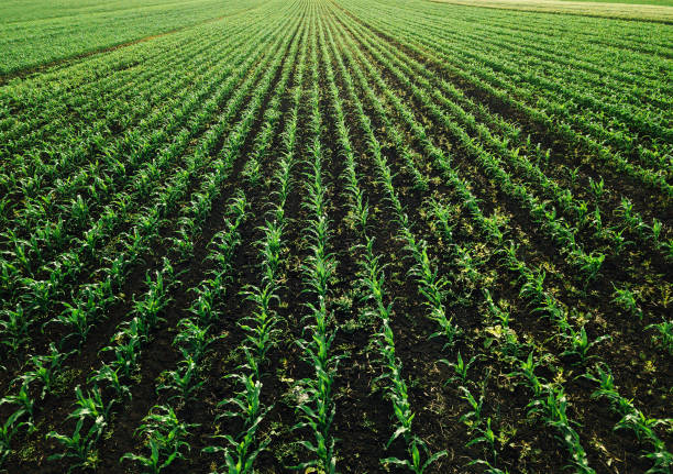 istock Aerial view of corn crops field with weed 962804774