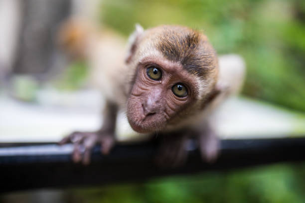 원숭이 루킹 유클리드의 카메라 - animal ape monkey bonding 뉴스 사진 이미지