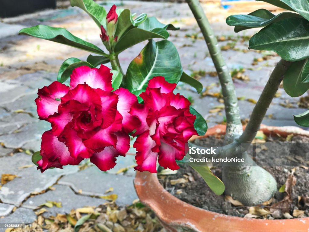 Adenium obesum or Impala lily or Mock azalea or Desert rose or Sabi star flower. Adenium Obesum Stock Photo