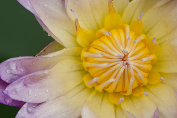 istock white mix purple Lotus Flower float in the bloom 962808984