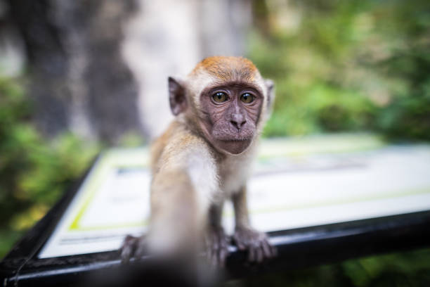 mono tomando un autorretrato - beauty in nature day animal monkey fotografías e imágenes de stock