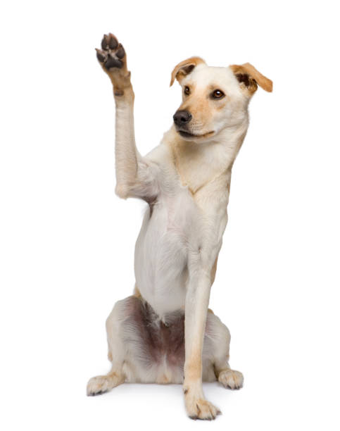 istock Bastard (18 months) in front of a white background 962810270