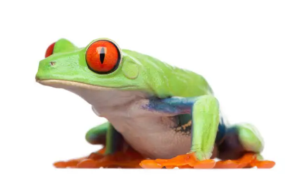 Photo of Red-eyed Tree Frog - Agalychnis callidryas in front of a white background