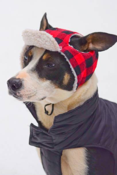 istock A dog dressed up in a hunting hat and jacket. 962810516
