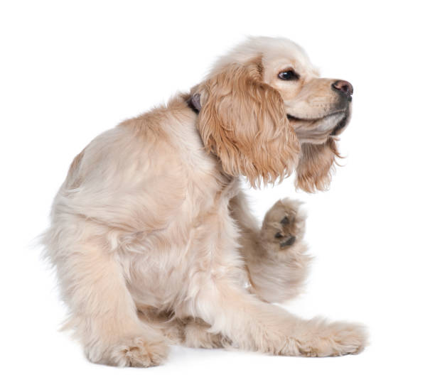 Young American Cocker Spaniel scratching, 9 months old, in front of white background Young American Cocker Spaniel scratching, 9 months old, in front of white background cocker spaniel stock pictures, royalty-free photos & images