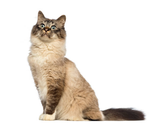 Birman sitting and looking up against white background Birman sitting and looking up against white background birman photos stock pictures, royalty-free photos & images