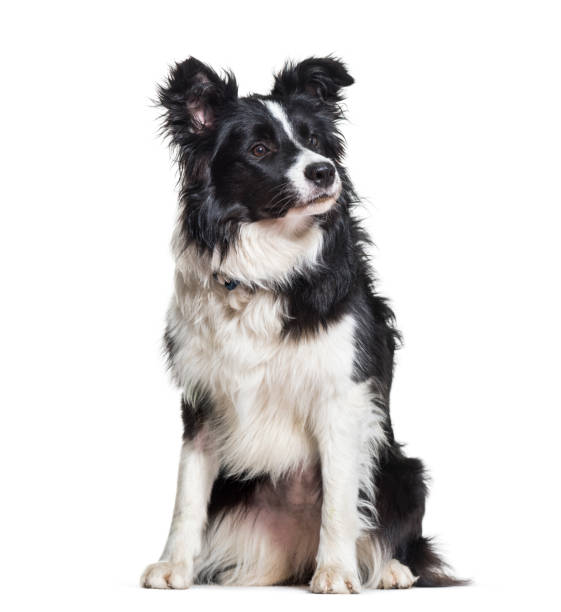 istock Border Collie dog looking away against white background 962811906