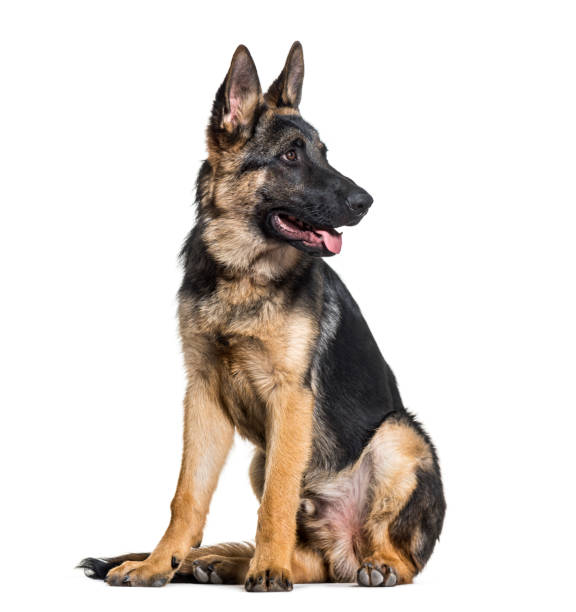 istock German Shepherd dog looking away against white background 962811910