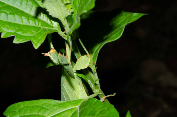 istock leaf insect is eatting on the leaf . 962811994