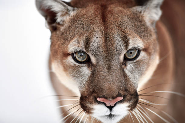 330 Cougar Sitting Stock Photos Pictures Royalty Free Images iStock 330 Cougar Sitting Stock Photos Pictures Royalty Free Images iStock