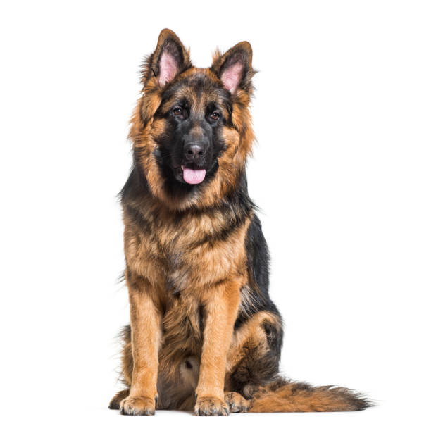 istock German Shepherd dog sitting against white background 962812084
