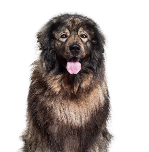 istock Sarplaninac dog panting and looking at camera against white background 962812092