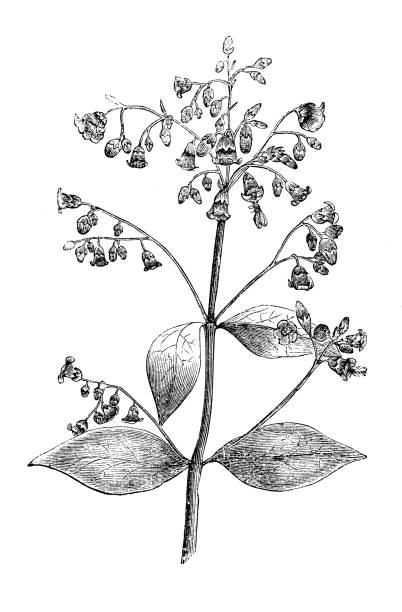 istock Botany plants antique engraving illustration: Apocynum androsaemifolium (fly trap dogbane) 962812106