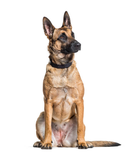 istock Malinois dog alert in studio against white background 962812264