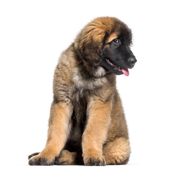istock Leonberger puppy looking at camera against white background 962812452