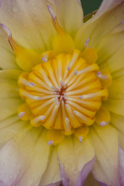 istock white mix purple Lotus Flower float in the bloom 962812514