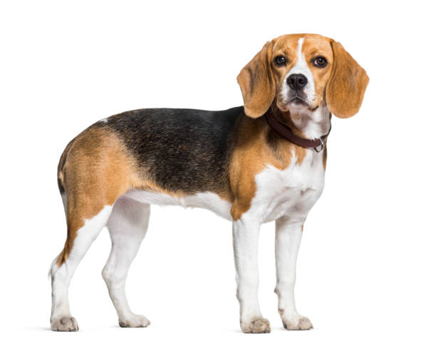 istock Beagle dog standing against white background 962812550