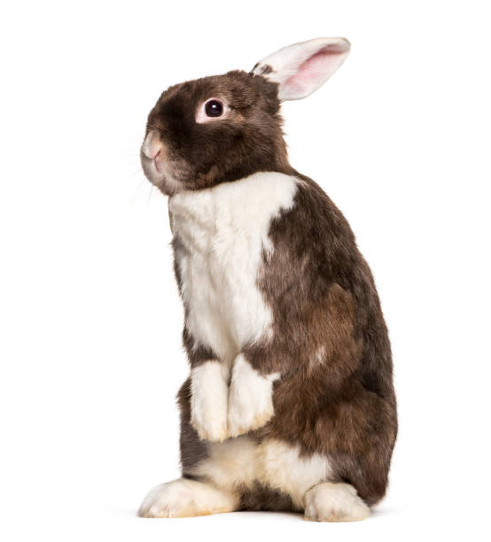 A Rabbit 4 Legs 350+ Rabbit Standing On Hind Legs Stock Photos, Pictures & Royalty-Free ...