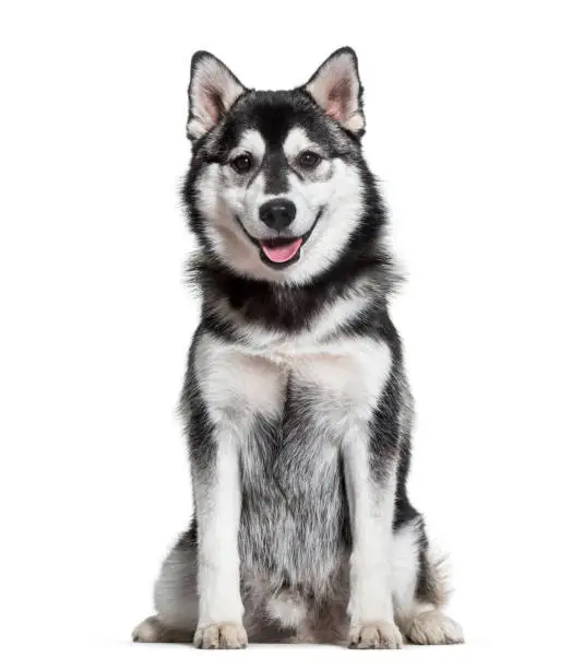 Photo of Pomsky dog sitting against white background