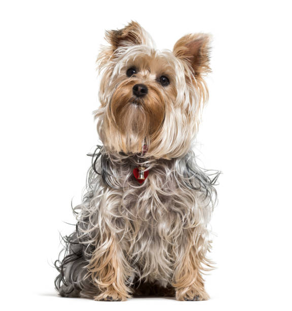 istock Yorkshire terrier dog looking up against white background 962814856