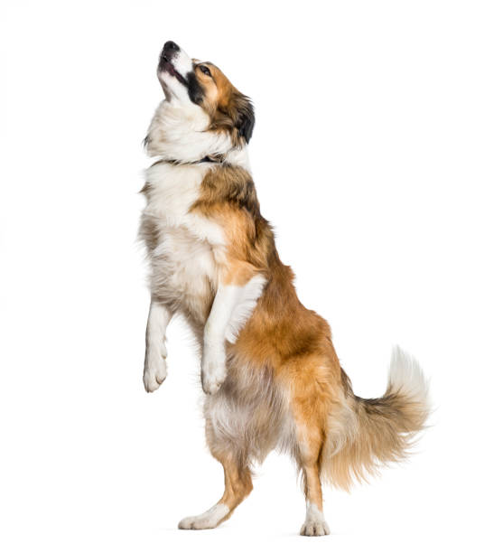 istock Border Collie dog rearing up against white background 962814910