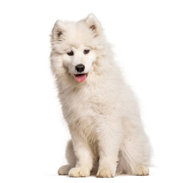 istock Samoyed puppy sitting against white background 962814996