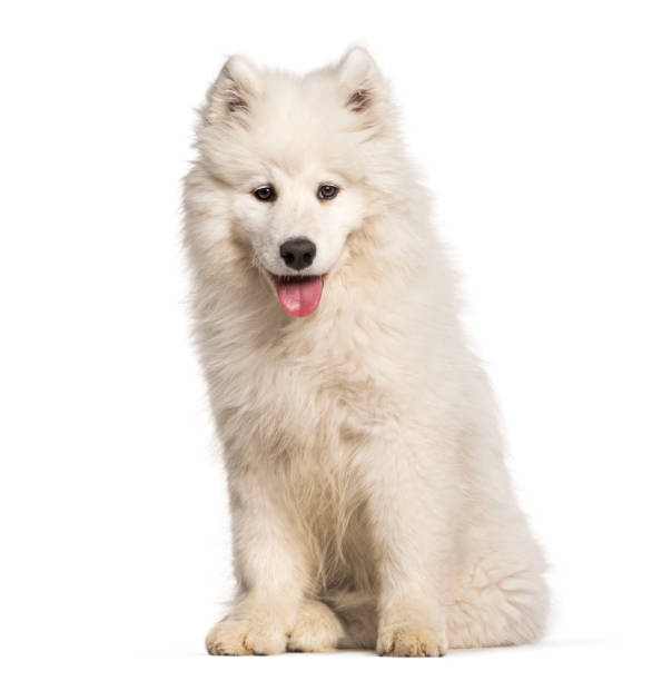 istock Samoyed puppy sitting against white background 962815084