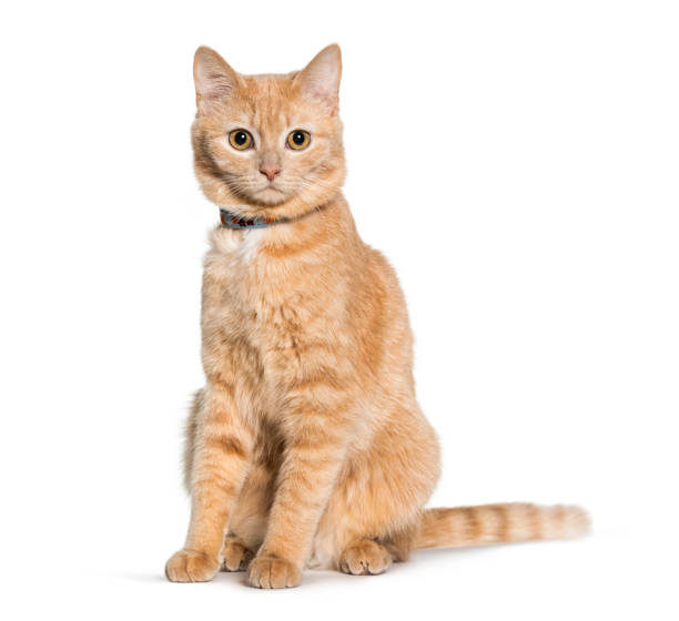 Mixed-breed cat sitting and looking at camera against white background Mixed-breed cat sitting and looking at camera against white background ginger cat stock pictures, royalty-free photos & images