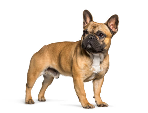 istock French bulldog standing against white background 962815262