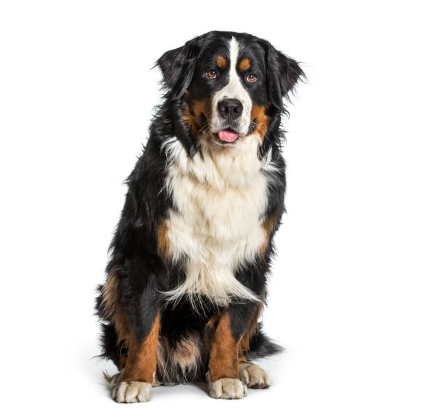 istock Bernese mountain dog panting against white background 962815264