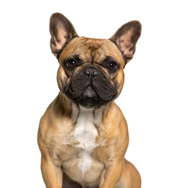 istock French bulldog against white background 962815298