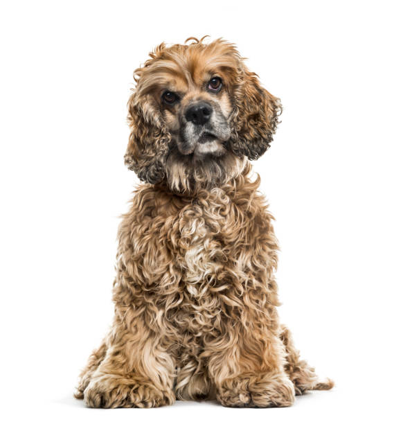 istock Brown Mixed-breed dog in portrait against white background 962815504
