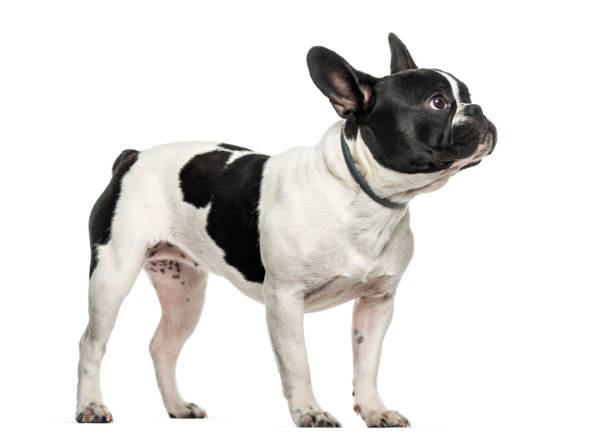 istock French bulldog looking up against white background 962815802