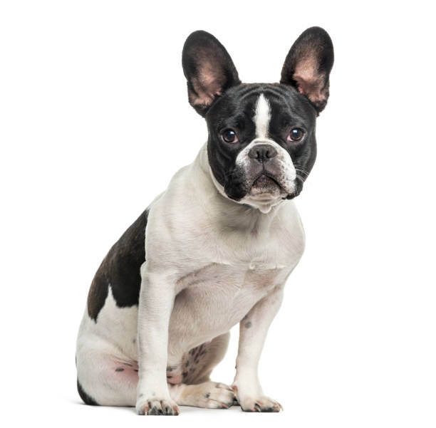 istock French bulldog looking at camera against white background 962815816
