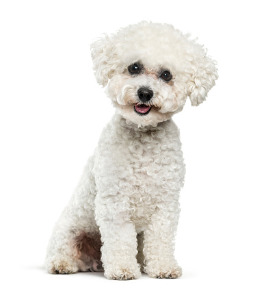 Bichon Frise perro sentado contra fondo blanco photo