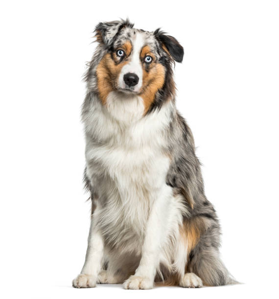 australian shepherd dog sitting against white background - australian shepherd imagens e fotografias de stock