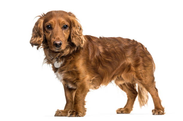 istock Mixed-breed dog standing against white background 962815950