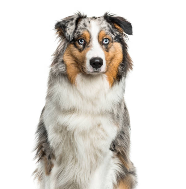 istock Australian Shepherd dog  against white background 962816020