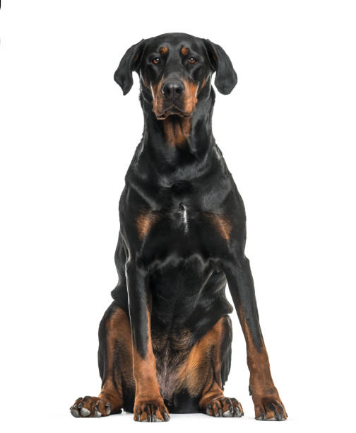 istock Mixed-breed dog sitting against white background 962816126