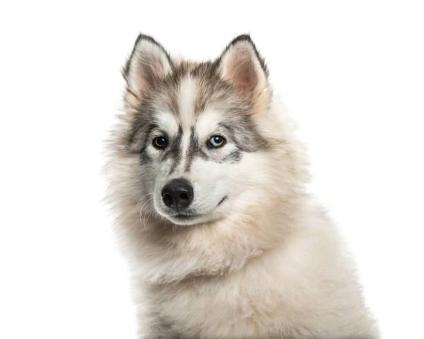 istock Young Alaskan Malamute dog with one blue eye against white background 962816136