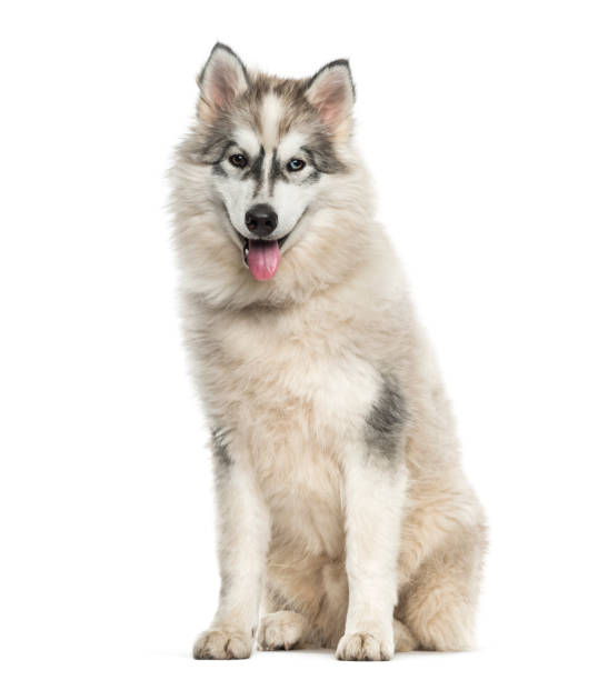 istock Young Alaskan Malamute dog sitting against white background 962816140