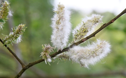 Pussy Willow Catkins on branch, nature background