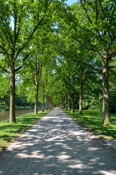 A Canopy road with trees to either side in the Karlsaue park in Kassel on a sunny day